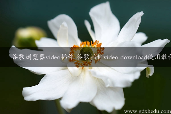 谷歌浏览器video插件 谷歌插件video download使用教程
