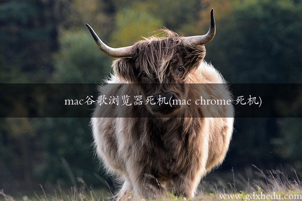 mac谷歌浏览器死机(mac chrome 死机)