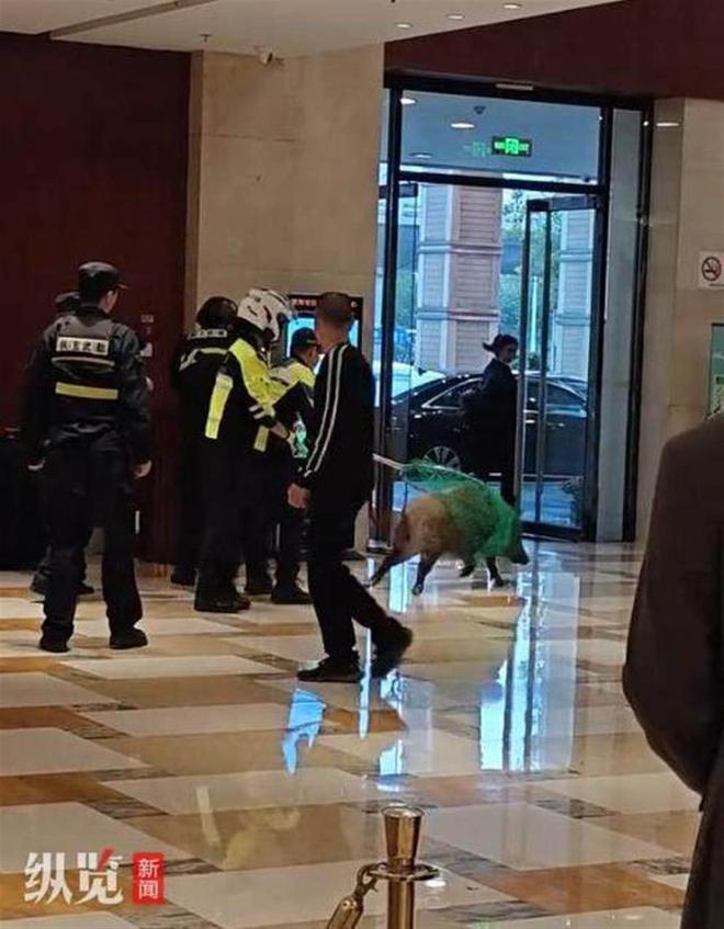 南京野猪赏金猎人团捕获133头野猪，距离补贴目标还差67头  第2张