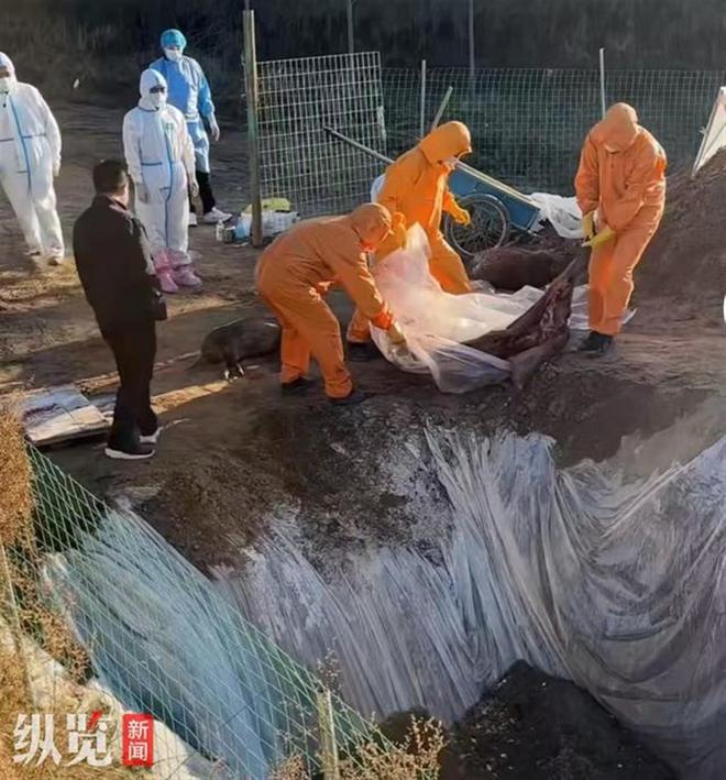 南京野猪赏金猎人团捕获133头野猪，距离补贴目标还差67头  第4张
