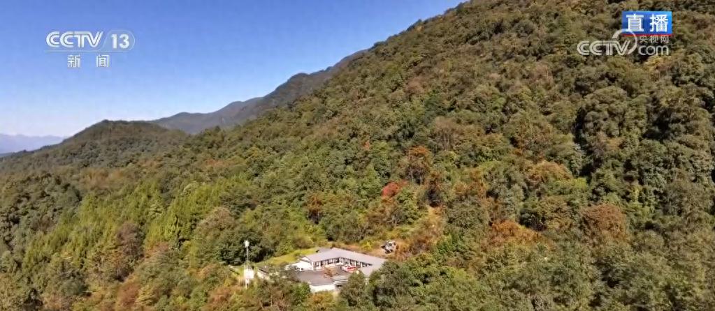 高黎贡山鸟类垂直迁徙揭秘：新物种发现与生物多样性探索