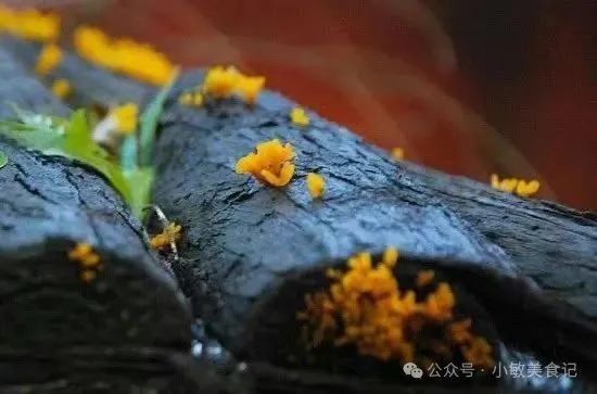 金耳：营养滋补的高级宴席佳肴，功效多样  第1张