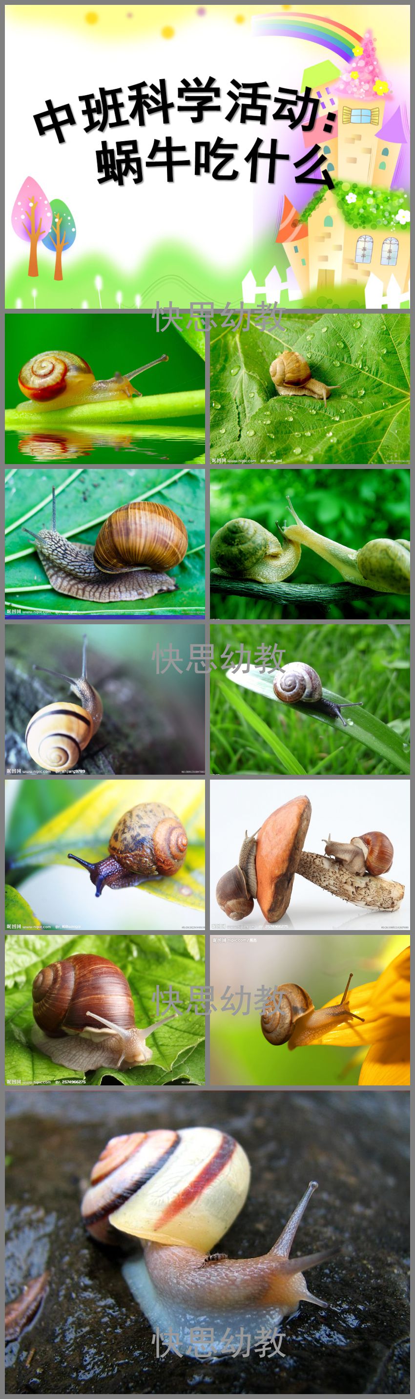 幼儿园中班科学 PPT：蜗牛吃什么？尝试饲养小蜗牛，观察记录饮食习惯  第1张
