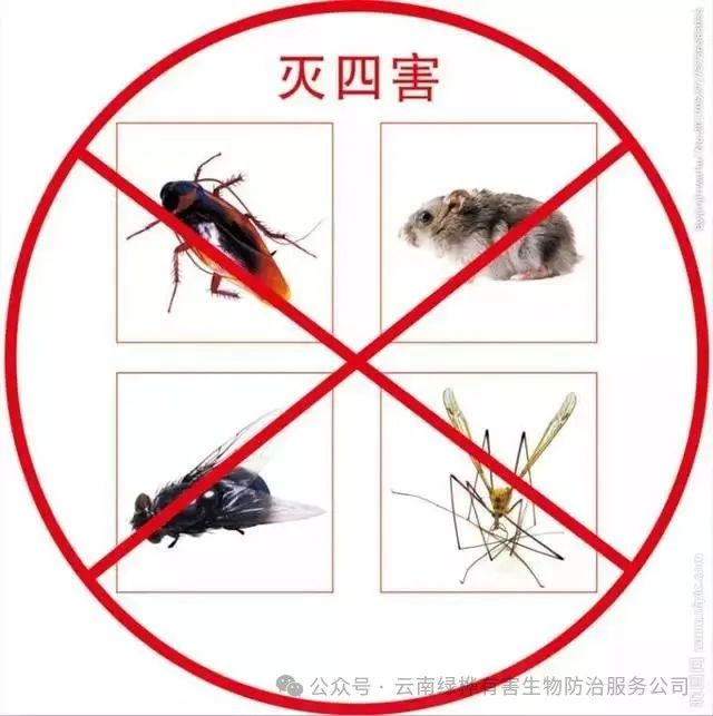 家庭灭四害指南：如何有效防治蟑螂、老鼠、苍蝇和蚊子  第1张