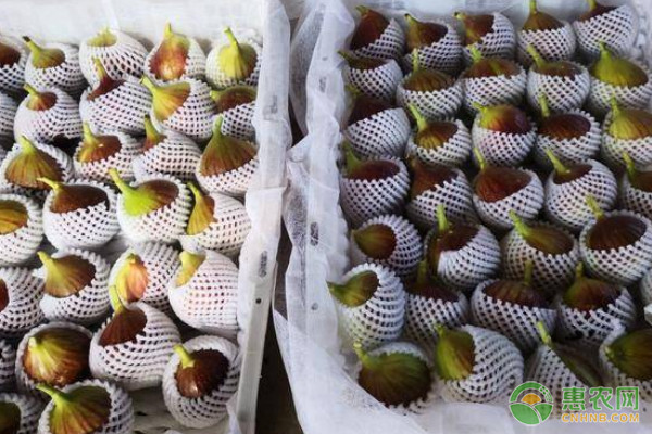 无花果的产地分布、成熟时间及常见品种介绍  第1张
