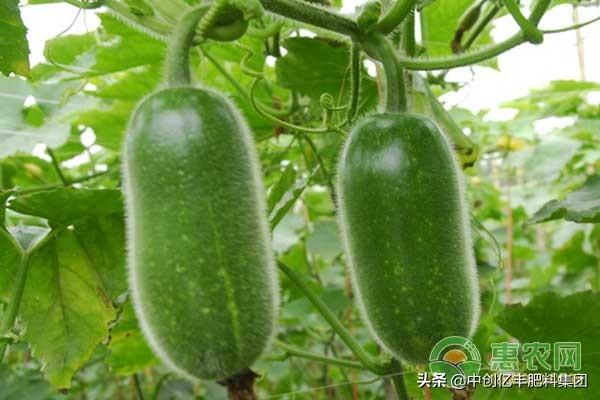 北瓜是什么瓜？形似南瓜但小，种植产量不高且可食用可观赏  第1张