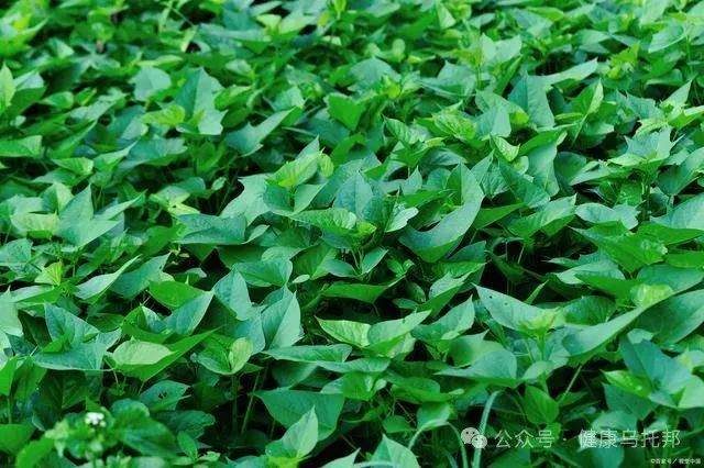 红薯叶：营养丰富功效多，食用禁忌你得知道  第1张