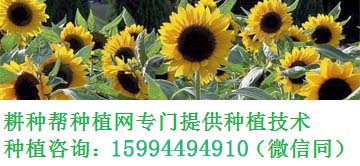 柚（Citrus maxima (Burm) Merr）为芸香科柑橘属乔木，柚子叫文旦竟有这些来源  第1张