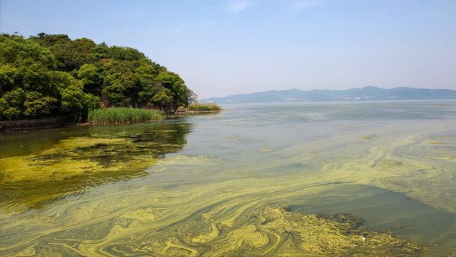 桉树的危害 南方的鹤地水库：从解渴雷州半岛到多功能宝库，如今水质状况待关注  第3张