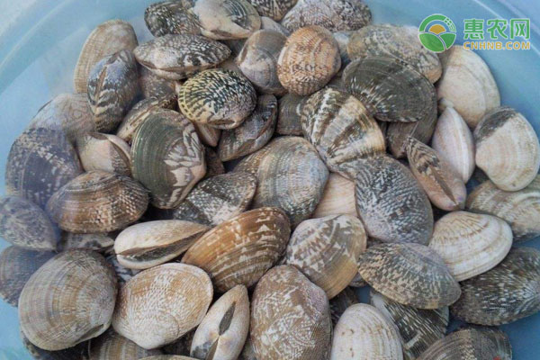 花甲肉质细嫩营养丰富但泥沙多，紧急时可这样洗  第1张