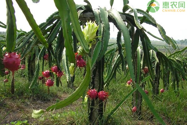 火龙果香甜营养，火龙果花能吃吗？你应该了解一下