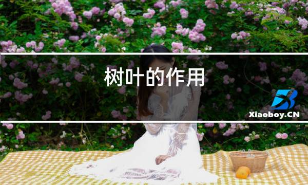 叶子的多种用途与三大作用：光合、呼吸与生态功能详解  第1张