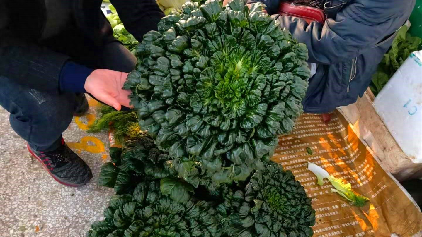 营养丰富的乌塌菜：抗寒蔬菜中的美味佳品，零下20度也能生长  第1张