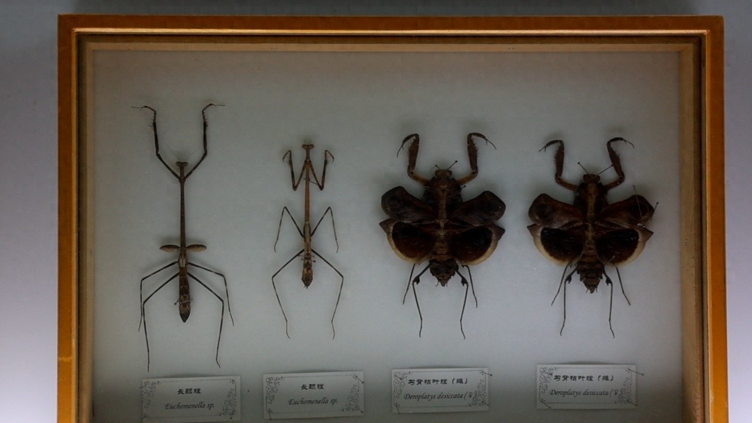 探索上海师范大学生命科学学院生物标本馆：昆虫世界的奇妙之旅  第1张