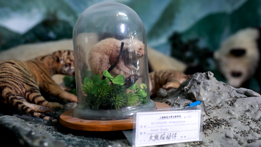 探索上海师范大学生命科学学院生物标本馆：昆虫世界的奇妙之旅  第3张