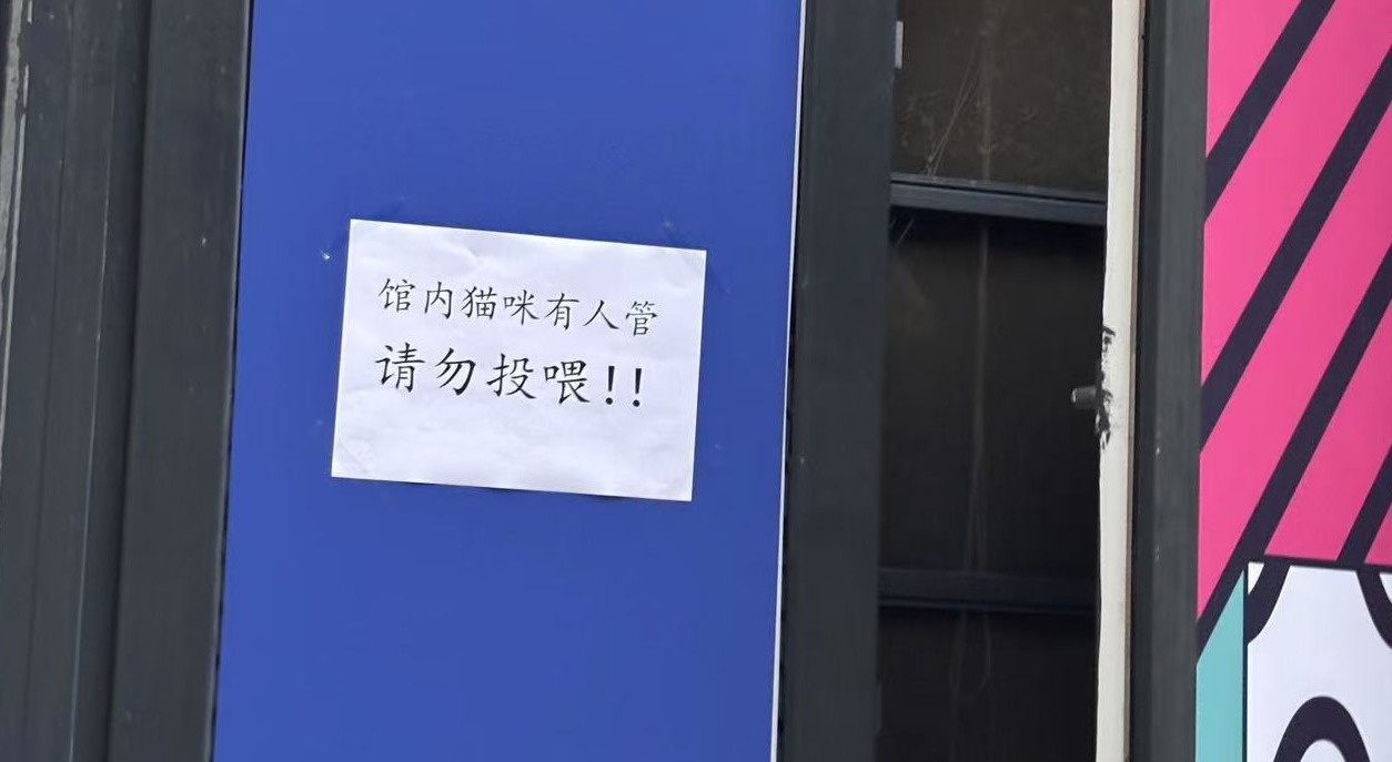 武汉猫咖倒闭遗留大量猫咪，网友热议领养与救助问题  第3张
