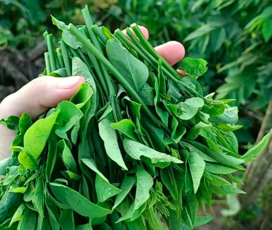 冬季南方绿叶蔬菜推荐：树仔菜的清香脆嫩与健康益处  第3张