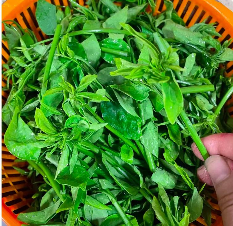 冬季南方绿叶蔬菜推荐：树仔菜的清香脆嫩与健康益处  第4张