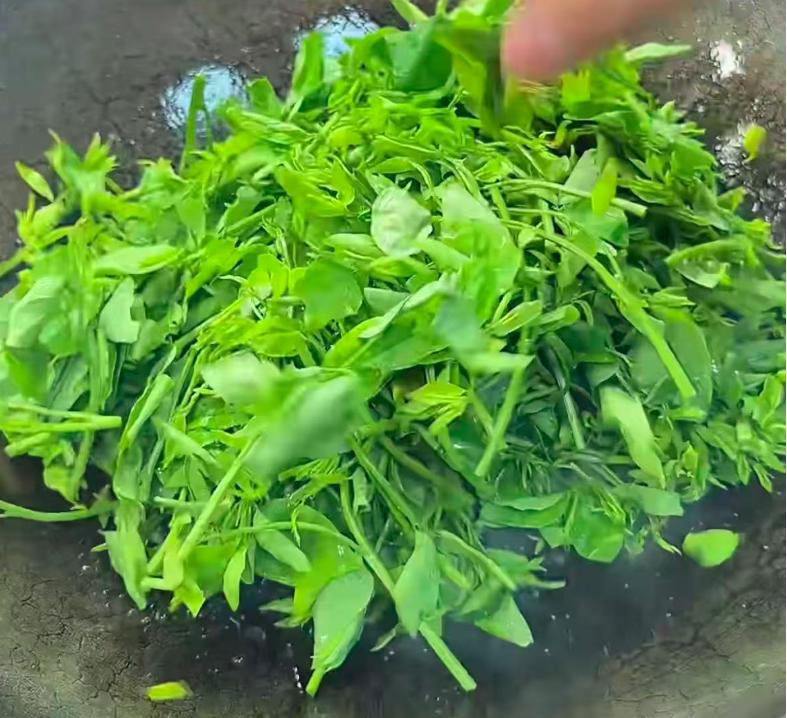 冬季南方绿叶蔬菜推荐：树仔菜的清香脆嫩与健康益处  第8张