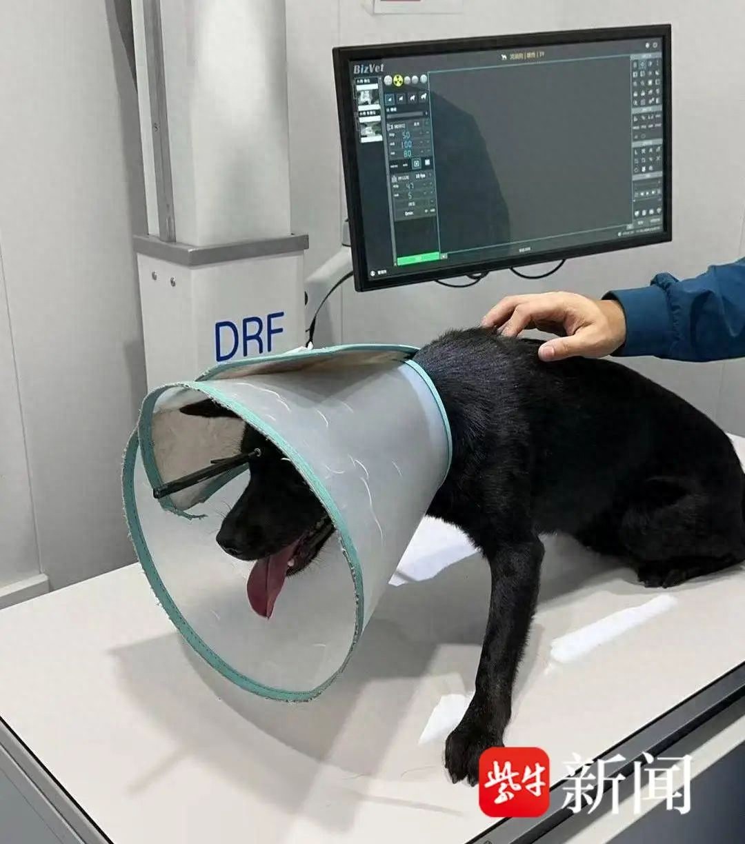 浙江宁波流浪狗遭弩箭射中前额，行动自如引关注，动物保护志愿者紧急救助  第1张