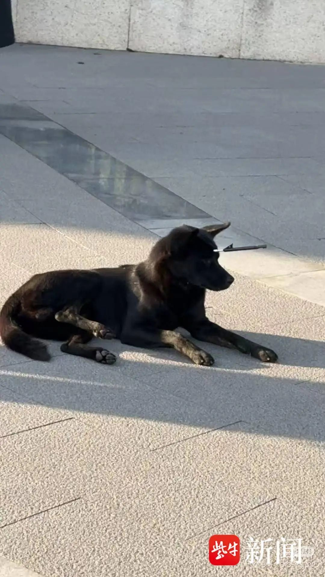浙江宁波流浪狗遭弩箭射中前额，行动自如引关注，动物保护志愿者紧急救助  第2张