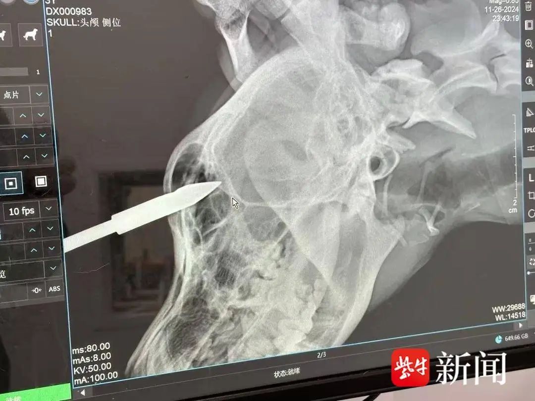 浙江宁波流浪狗遭弩箭射中前额，行动自如引关注，动物保护志愿者紧急救助  第4张