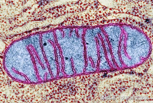 生姜的神奇功效：驻颜不老、延缓衰老的天然秘方  第3张