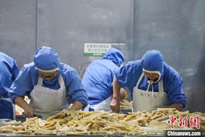 湖南桃江县竹笋产业高质量发展：38亿元年产值的特色笋竹产业园  第1张