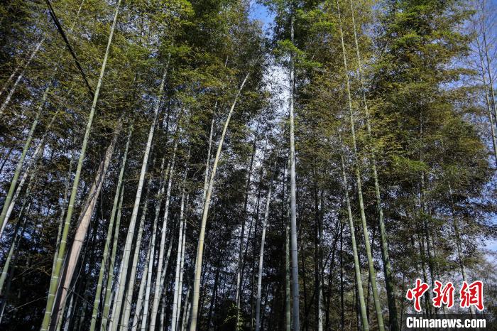湖南桃江县竹笋产业高质量发展：38亿元年产值的特色笋竹产业园  第2张