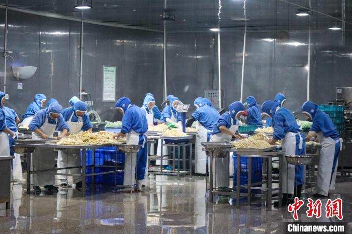 湖南桃江县竹笋产业高质量发展：38亿元年产值的特色笋竹产业园  第4张