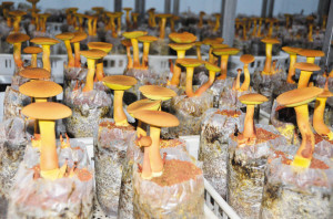 中菌黄见手青1号:我国首个通过省级鉴定的牛肝菌栽培新品种,有望实现四季供应 第1张 中菌黄见手青1号:我国首个通过省级鉴定的牛肝菌栽培新品种,有望实现四季供应 第1张