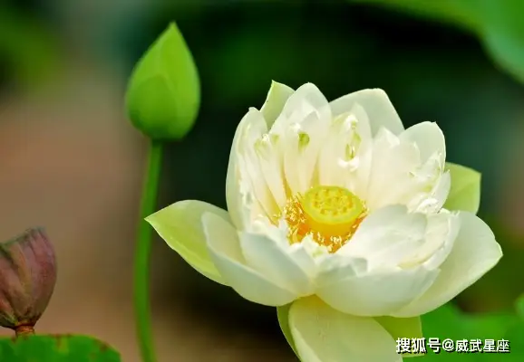 属相兔与鼠：未来一个月的和谐家庭与聪明才智的展现  第2张