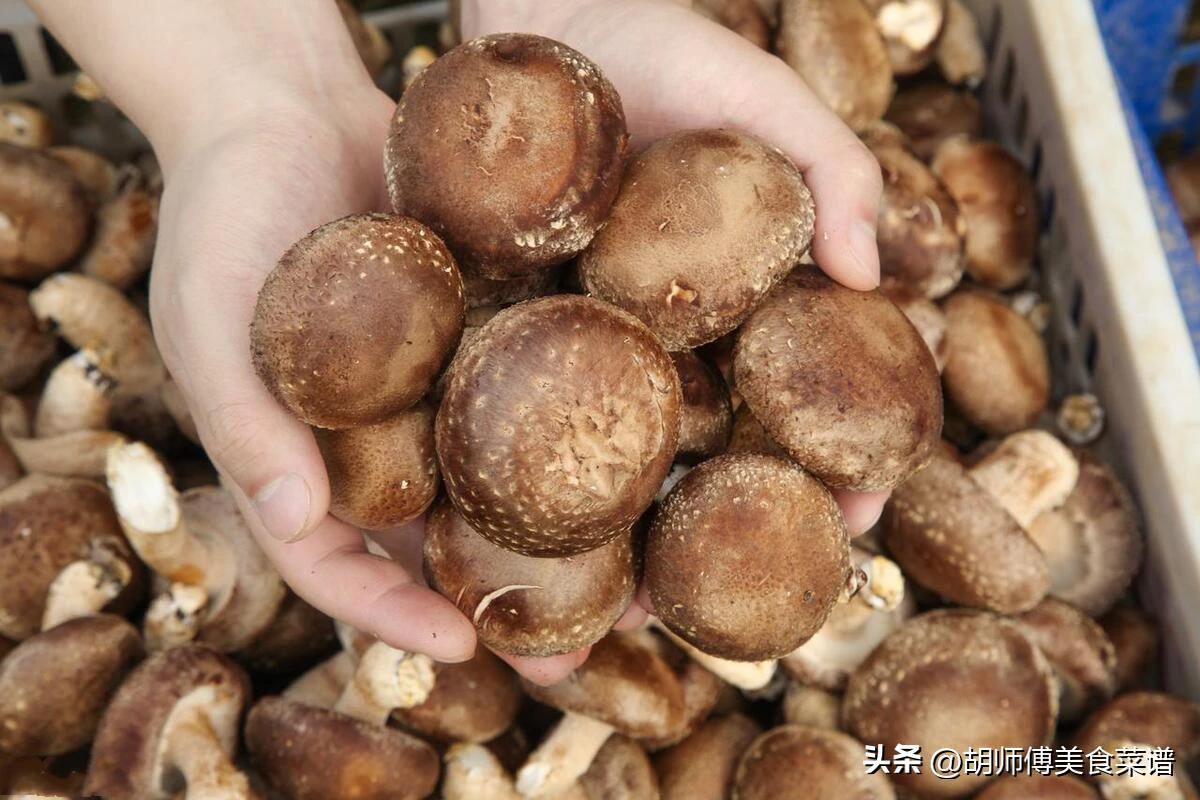 香菇选购技巧：如何挑选鲜嫩弹滑的香菇，享受山珍美味  第4张
