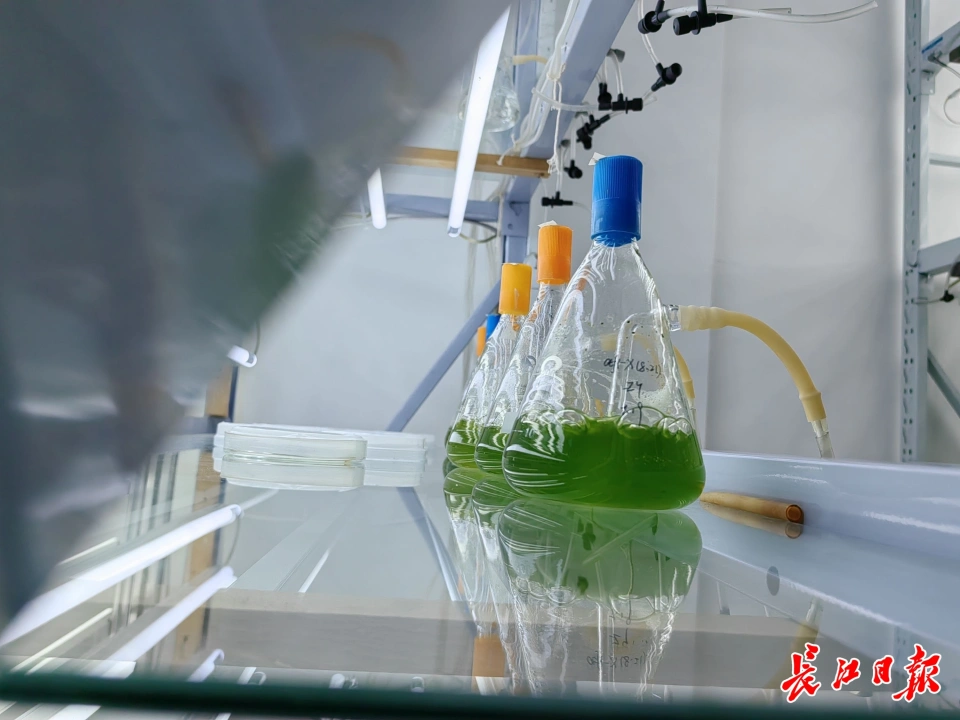 胡长峰教授微藻研究成果显著，新型靶向药物研发前景广阔  第3张