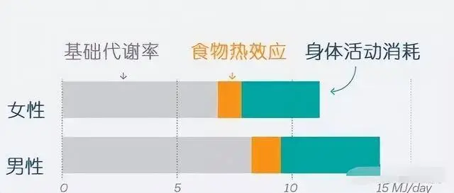 32岁女性长期不吃晚饭导致血糖波动与身体疲劳，医生揭示健康风险  第3张