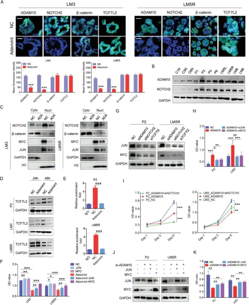复旦大学与上海交大联合研究：靶向NOTCH2/ADAM10/TCF7L2轴抑制结直肠癌肿瘤生长  第2张