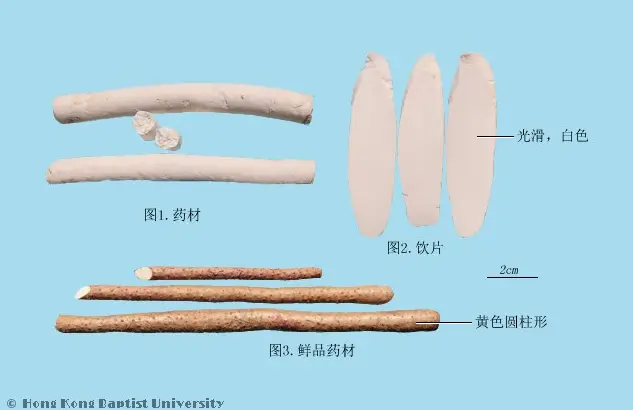 山药的营养价值与生物活性物质：传统药食同源作物的现代研究  第1张