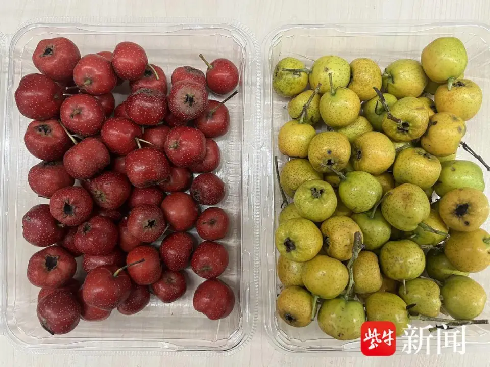 山楂大量上市，黄山楂成新宠，过量食用仍需警惕胃石症风险  第1张