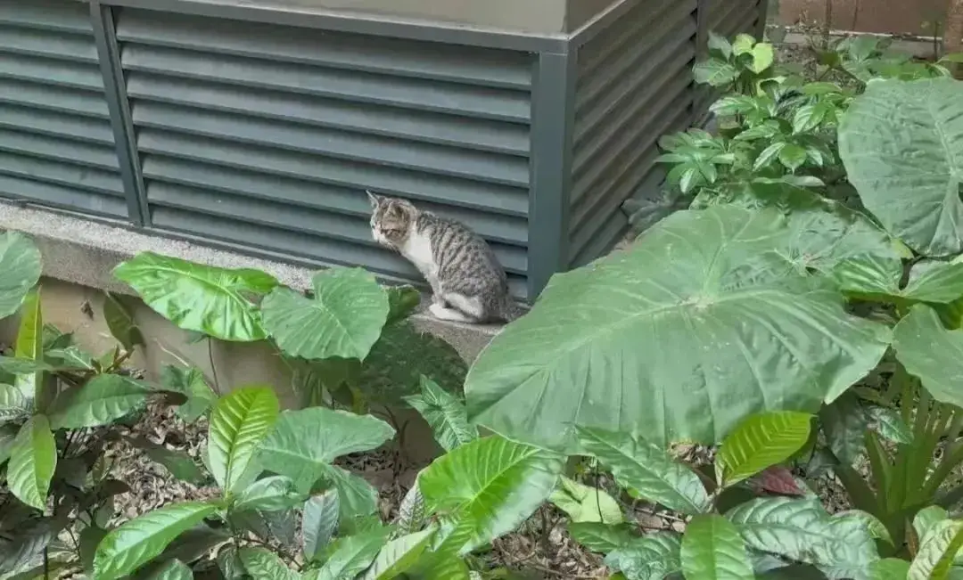 小区安全提示：请勿喂养流浪猫，共建和谐整洁环境  第2张
