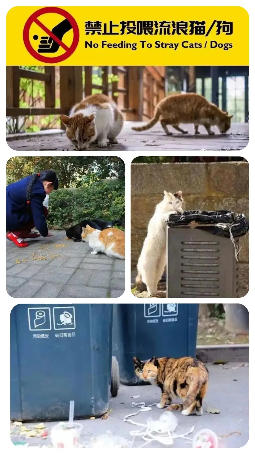 小区安全提示：请勿喂养流浪猫，共建和谐整洁环境  第3张