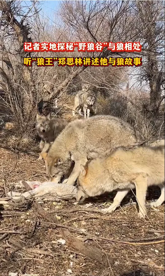 体验乌拉特前旗野狼谷：与野狼零距离接触的惊险刺激之旅  第1张