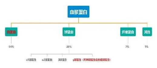 深入了解球蛋白：免疫球蛋白的分类与功能详解  第2张