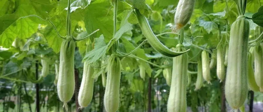 探索西葫芦的多重身份：从墨西哥到中国的传播与食用特点  第1张