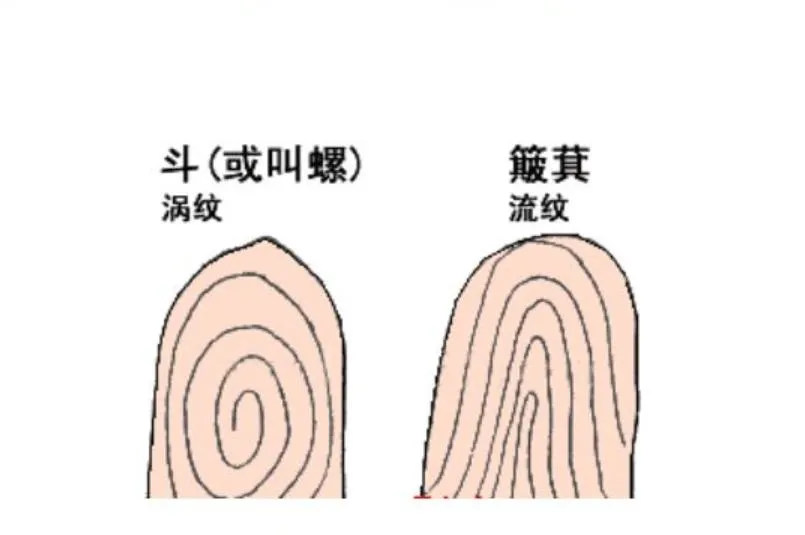 探索指纹的秘密：螺与簸箕的民间传说及其科学依据  第1张