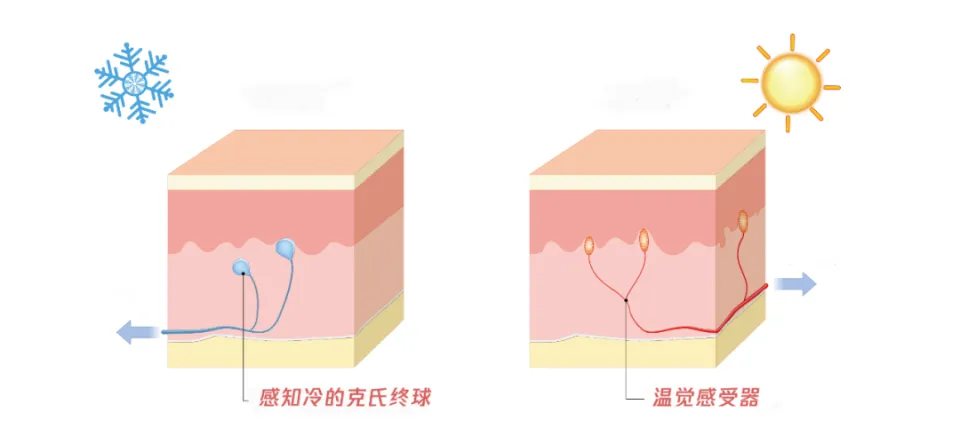 冬天手脚冰凉是身体保护机制？女生为何更易受影响？  第2张