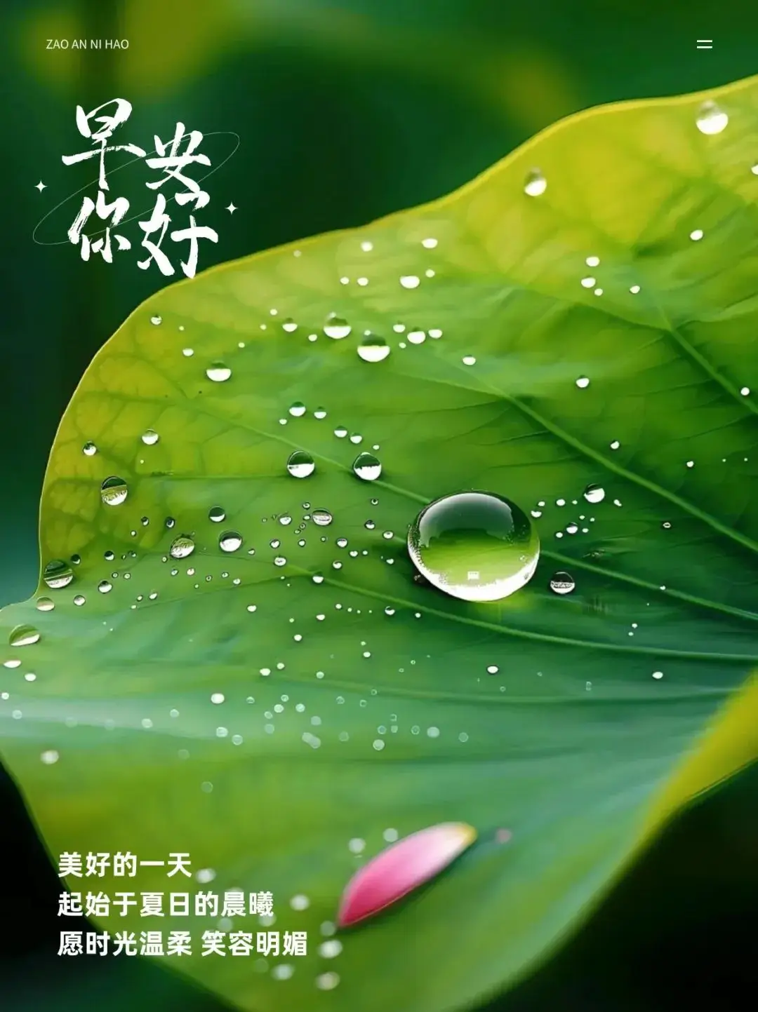 在喧嚣中聆听内心，像莲花般绽放美丽，早安快乐  第1张