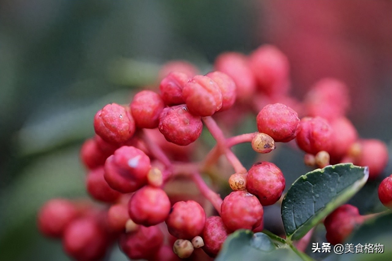 花椒与陈醋的神奇结合：老祖宗的省钱实用秘方  第1张