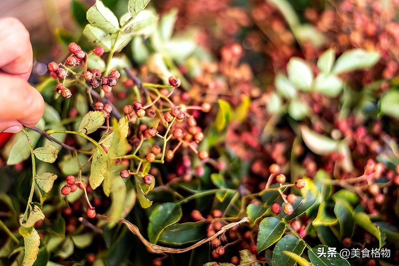 花椒与陈醋的神奇结合：老祖宗的省钱实用秘方  第4张
