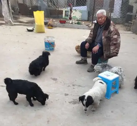 8旬老人任志勇坚守流浪狗基地，无奈缺粮与搬家困境  第6张