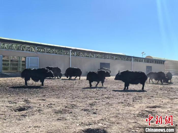 甘肃甘南夏河县发展高原特色生态现代畜牧业，助力农牧民增收致富  第2张